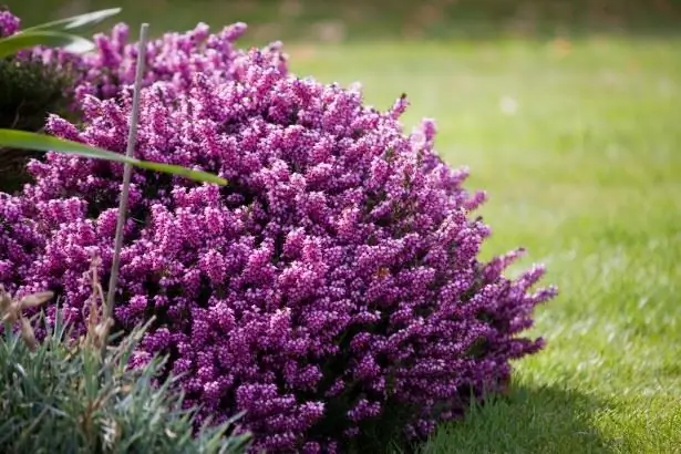 semak heather