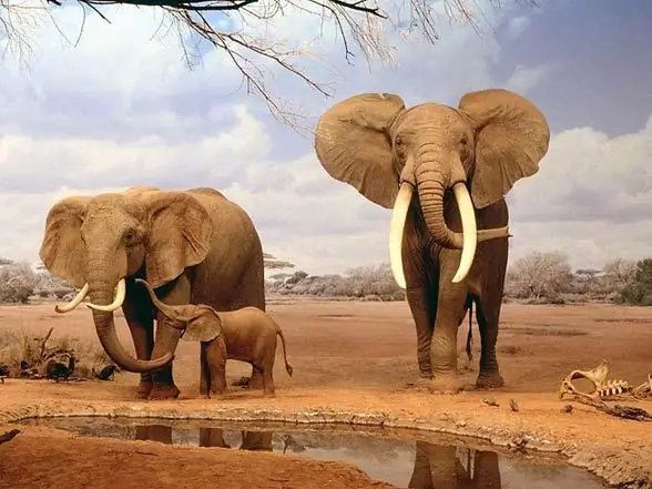 Why do elephants have big ears and why do they need it?