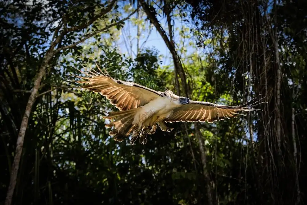 águila envuelo