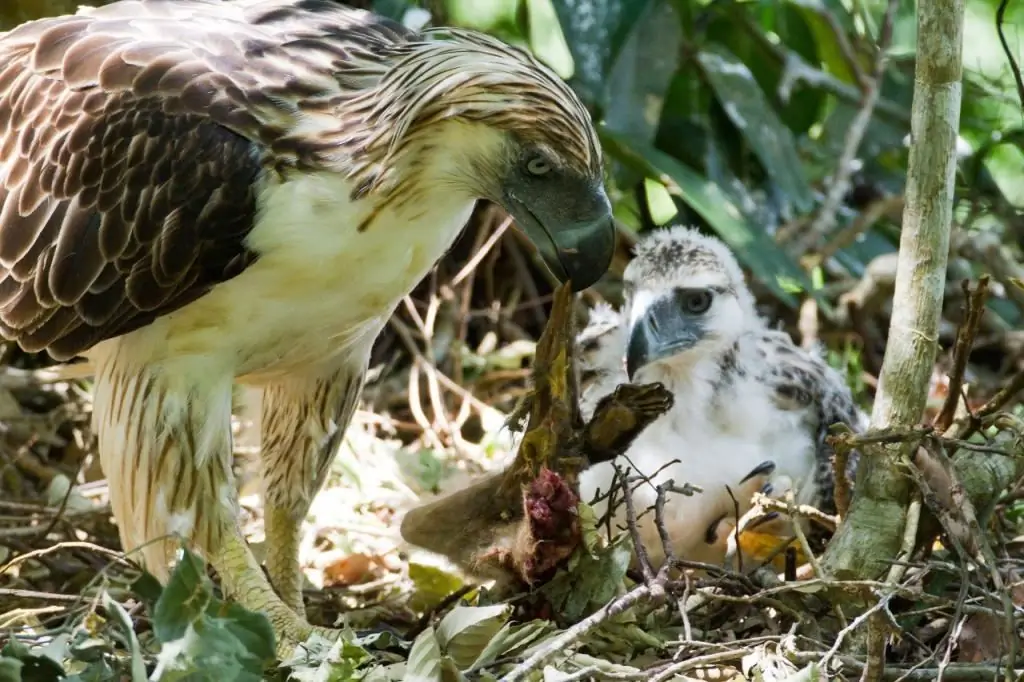 Alimentando al pollito