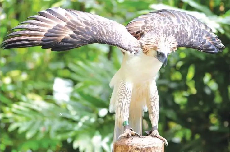 Águila antes del despegue