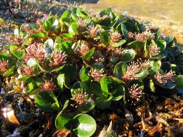 Polar willow: photo and description. What does a polar willow look like in the tundra