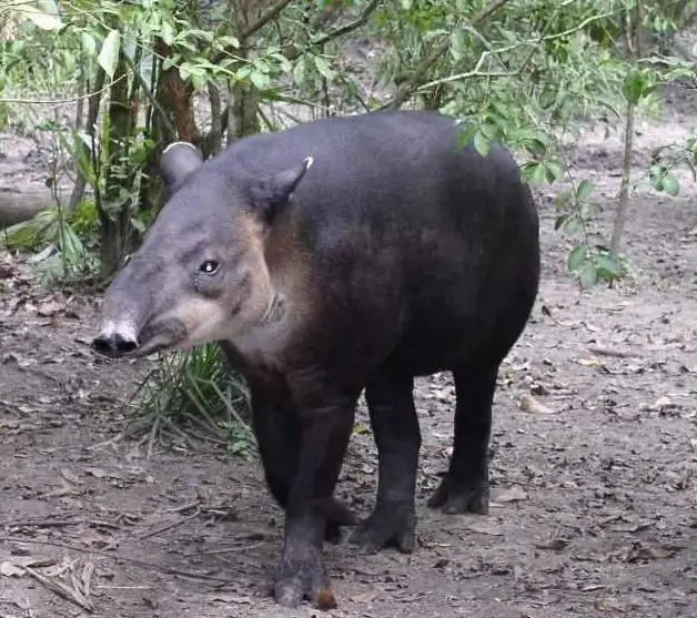 Odd-toed dieren lijst van dieren met foto