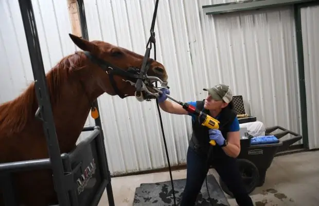 Dents de cheval : types, structure et caractéristiques. Déterminer l'âge d'un cheval par les dents