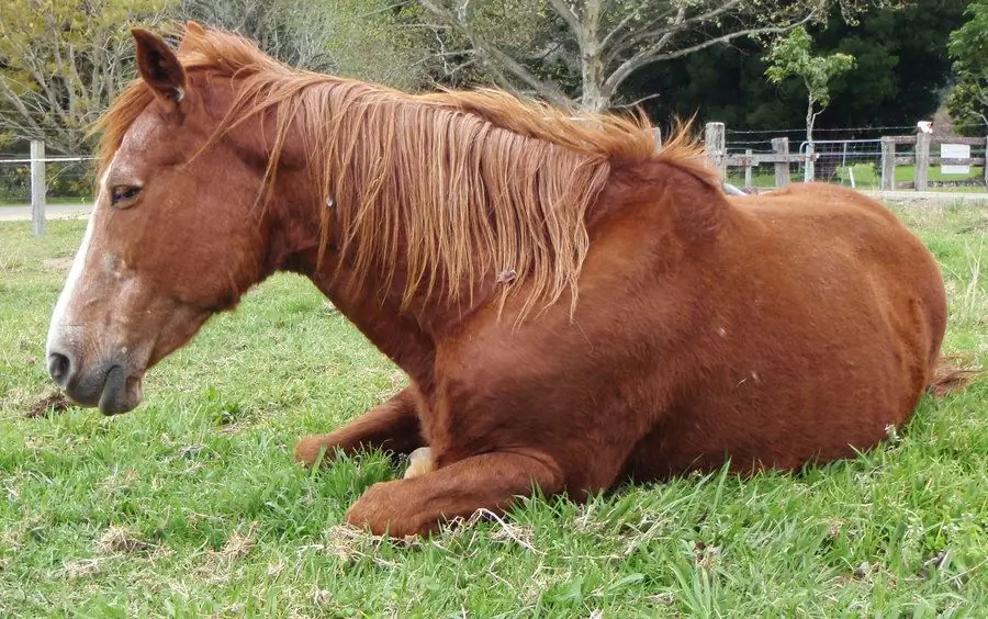 The life span of a horse. Age of horses in terms of human