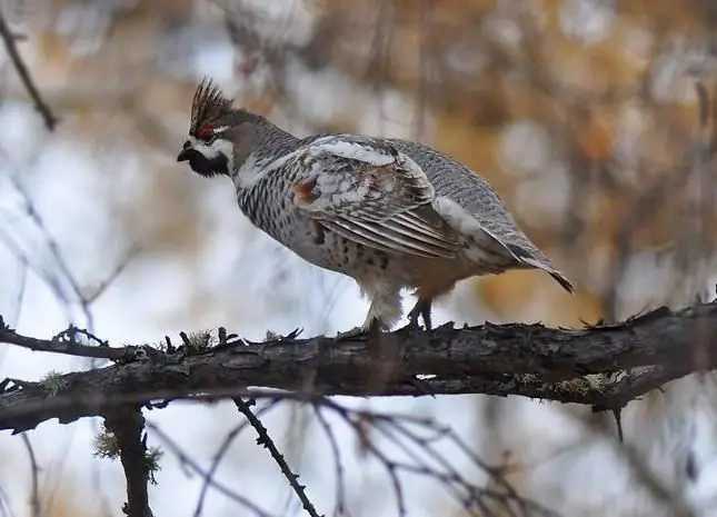 caccia al gallo cedrone in autunno