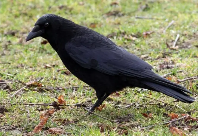 Black bird with black beak. Black bird with big beak