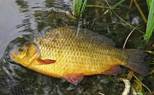 Wat eet de crucian, waar leeft hij en hoe ziet hij eruit?