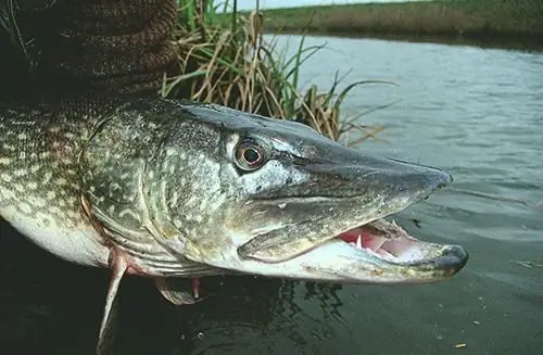 pike predatory fish