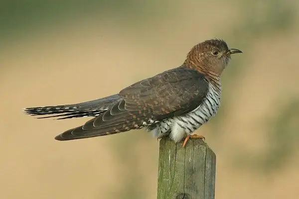 Nama-nama burung hutan. Nama dan jenis burung. Burung Rusia