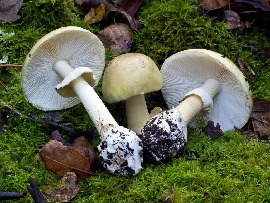 Pale grebe mushroom: what does it look like and where does it grow? Pale grebe and champignon: similarities and differences