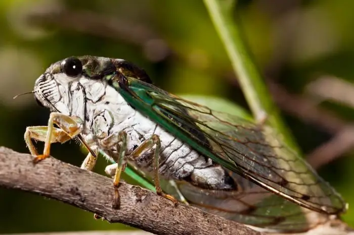 Dats interessants sobre la natura i els animals. Dades interessants sobre la natura per als nens