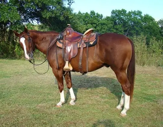 Ano ang pagkakaiba sa pagitan ng gelding at stallion: kahulugan, konsepto, pag-uuri, pagkakaiba at pagkakatulad