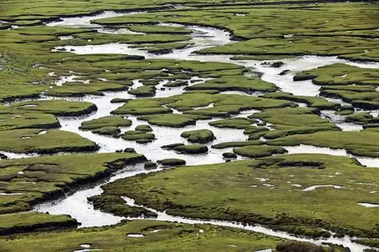 Moss močvirje: značilnosti in glavne značilnosti