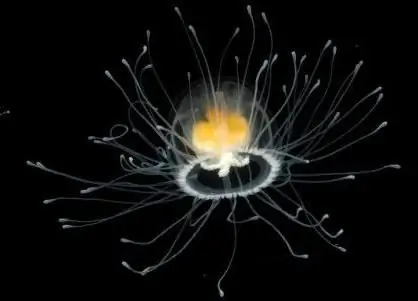 Immortal jellyfish Turritopsis nutricula