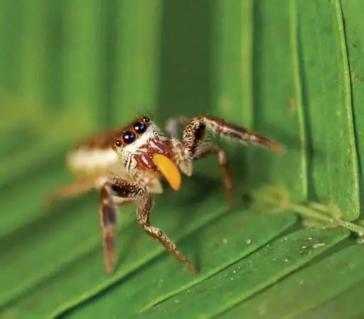 Faits intéressants sur les arachnides. Arachnides de classe : 10 faits intéressants