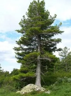 Siberian cedar: description, planting and cultivation. What is Siberian cedar resin and what is its use?