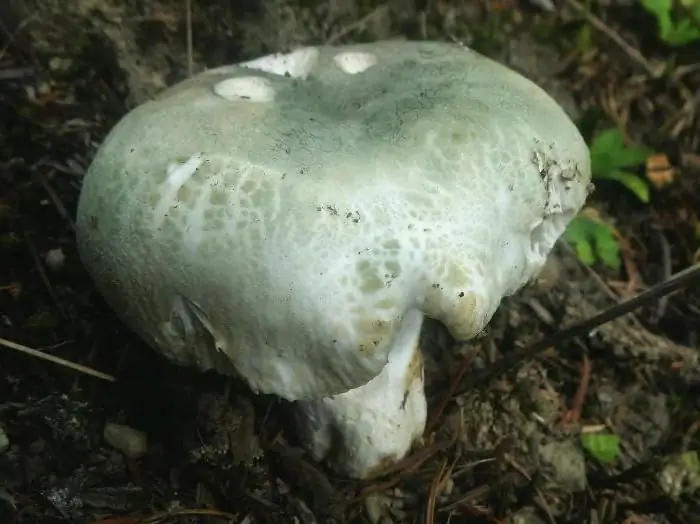 Βρώσιμο russula: φωτογραφία, περιγραφή, πώς να ξεχωρίσετε από το μη βρώσιμο;