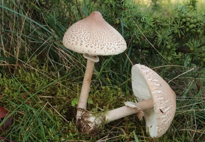 Must laadur (must russula): foto ja kirjeldus. Söödavate seente liigid