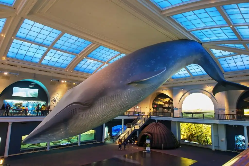 Blue whale