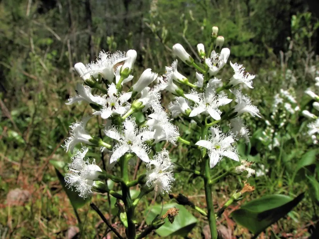 Shamrock plant: description with photo, appearance, flowering period, fruits, useful properties, therapeutic effect, tips and rules for reproduction and care