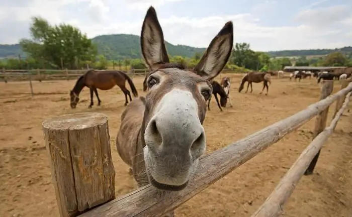 What is the difference between a donkey and a donkey?