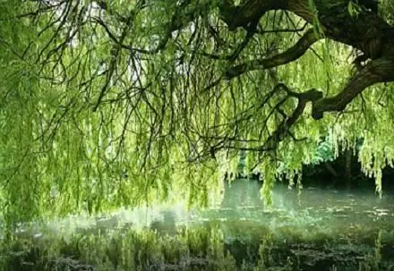 Willow brittle spherical