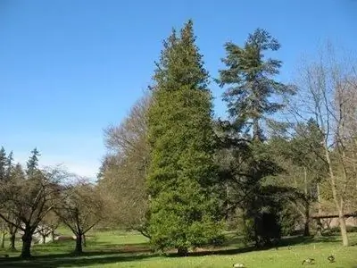 Il cipresso pisello è un albero particolarmente venerato in Giappone