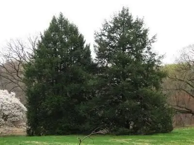 Canadian hemlock