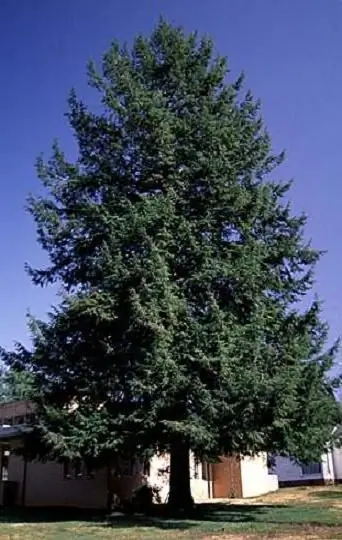 Canadian hemlock Nana