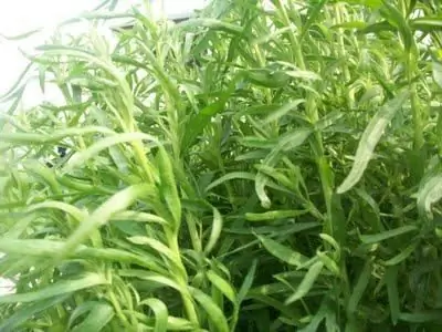 Rumput tarragon