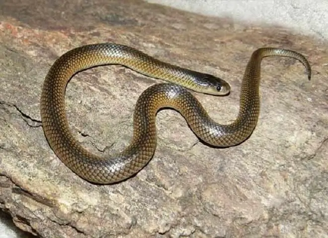 cobra de barriga amarela