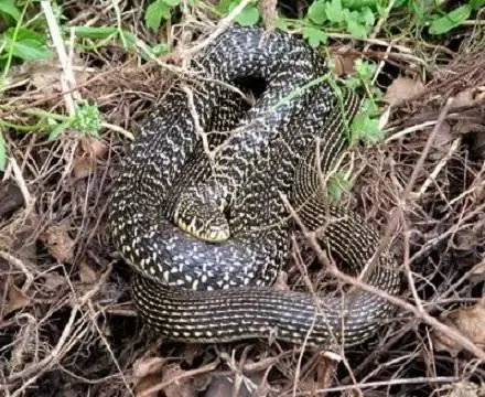 serpiente de vientre amarillo