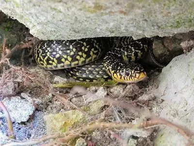 Serpiente de vientre amarillo: aterradora, pero no peligrosa