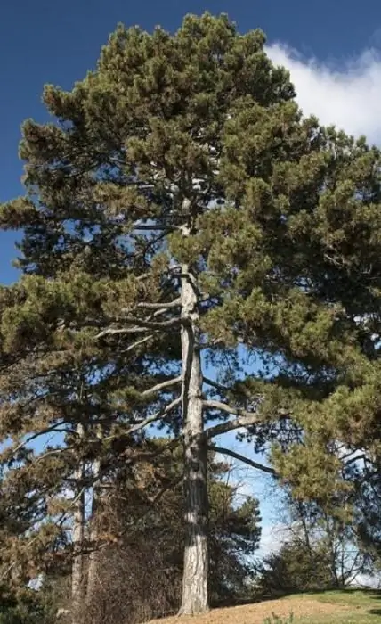 Scotch pine Fastigata