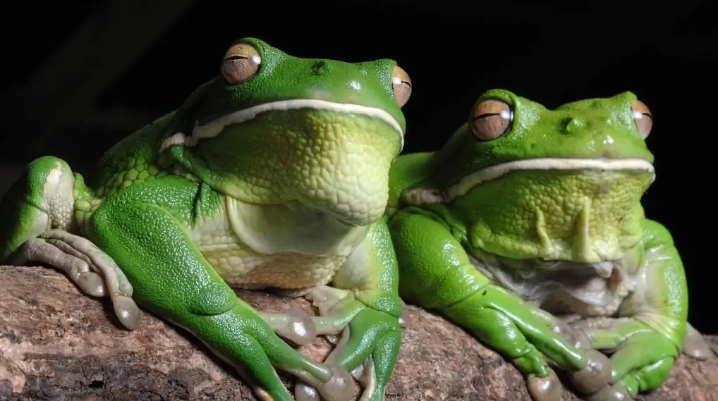 Austrālijas koku varde: veidi, kopšana, kopšana