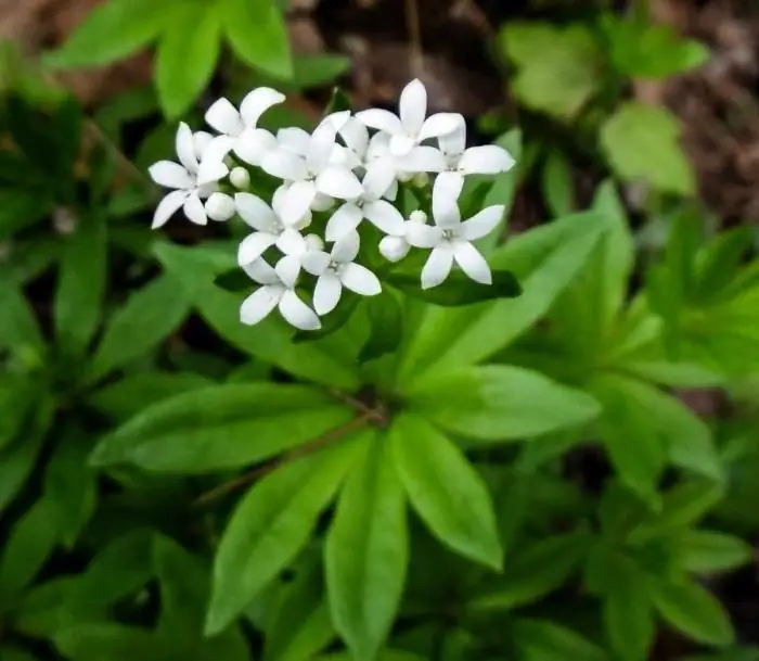 সুগন্ধি কাঠবাদাম: বর্ণনা