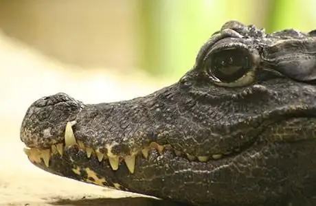 Quanto pesa um crocodilo? O menor e maior crocodilo. Quanto tempo os crocodilos vivem