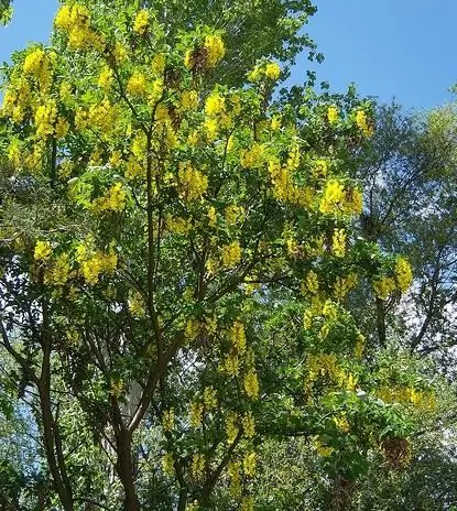 Acacia geel - een plant die geen verzorging nodig heeft