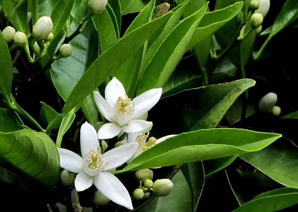 Fiori d'arancio: periodo di fioritura, aroma, foto, caratteristiche di cura