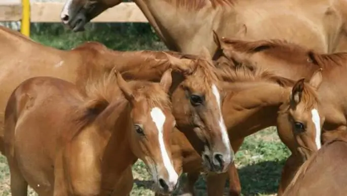 Cruce de caballos: tipos. Características y resultados del apareamiento de burros y caballos