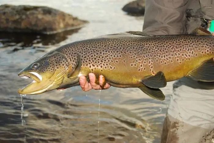 Salmone del Mar Nero. Habitat, pesca, pesca