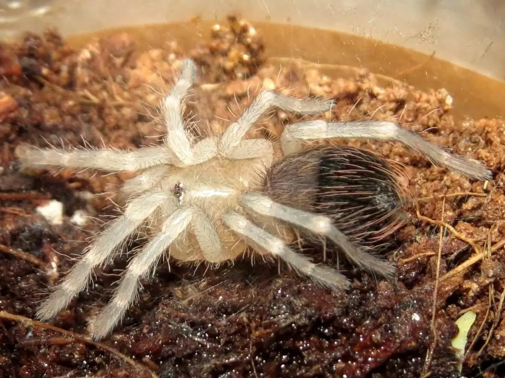 Tom qab molting