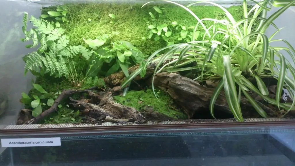 Geskikte terrarium