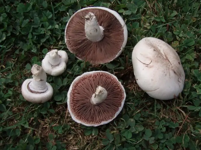 Cara membezakan jenis cendawan yang boleh dimakan dan tidak boleh dimakan. Cara memasak cendawan