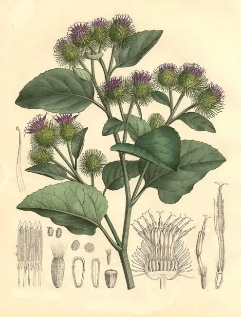 Burdock: medicinal properties and contraindications. Medicinal properties of burdock and traditional medicine recipes