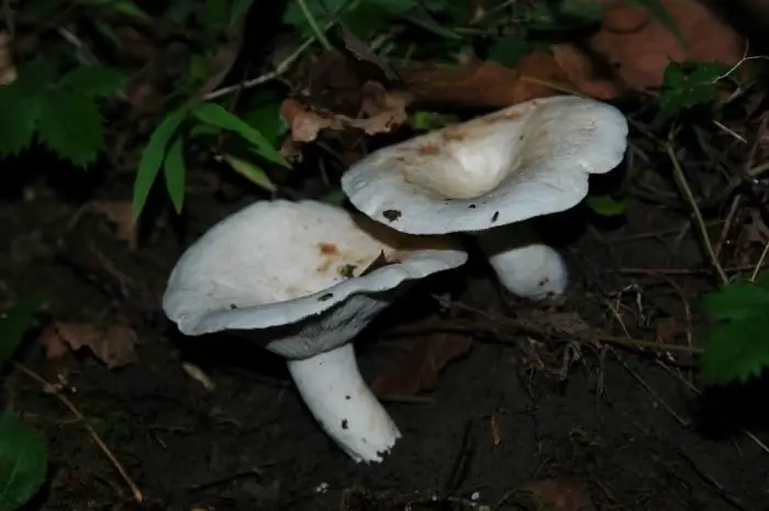 funghi quando raccogliere