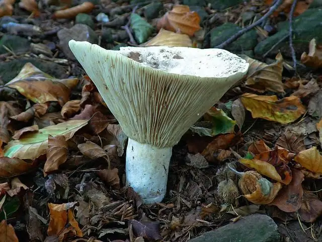 funghi porcini