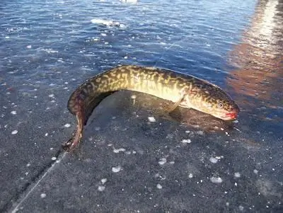 burbot balığı