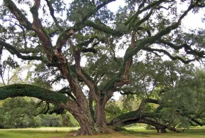 Oak (puno): paglalarawan. Magkano ang lumalaki ng isang puno ng oak